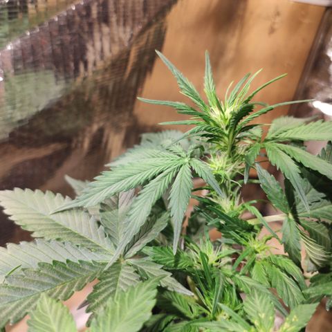 Red Sugar Auto growlog timeline photo