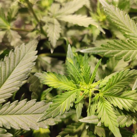 Red Sugar Auto growlog timeline photo