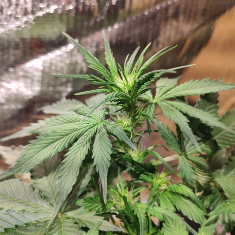 Red Sugar Auto growlog timeline photo