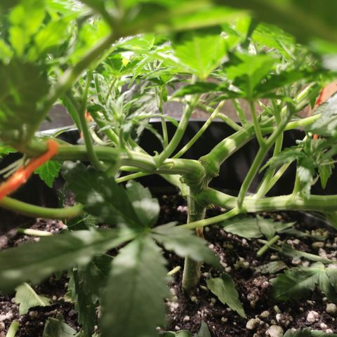 Red Sugar Auto growlog timeline photo