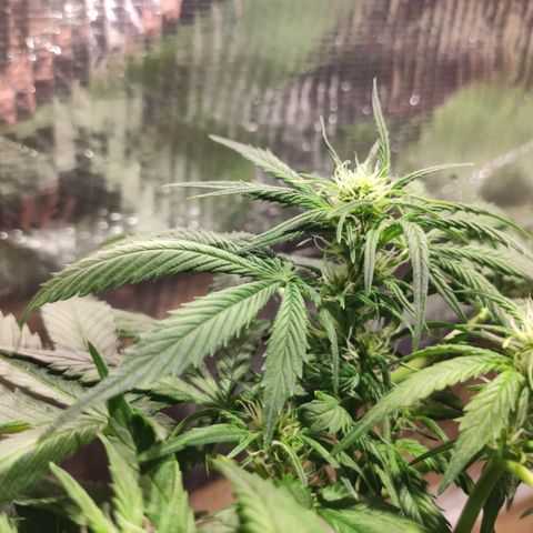 Red Critical Auto growlog timeline photo