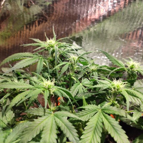 Red Critical Auto growlog timeline photo