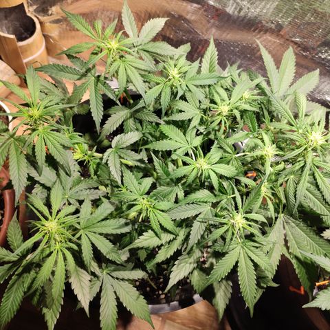 Red Critical Auto growlog timeline photo