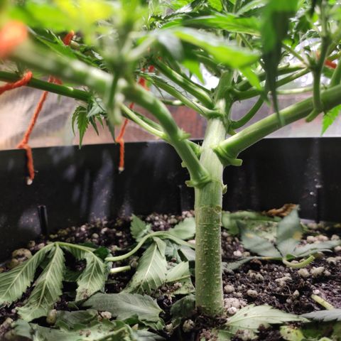 Red Critical Auto growlog timeline photo