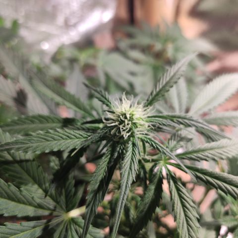 Red Critical Auto growlog timeline photo