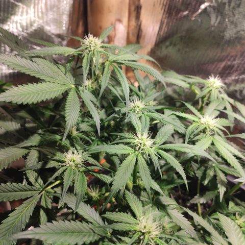 Red Critical Auto growlog timeline photo