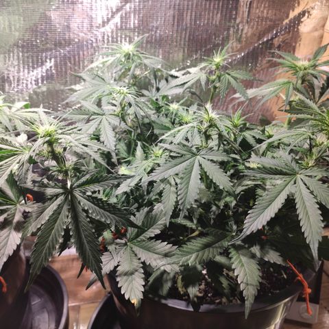 Red Sugar Auto growlog timeline photo