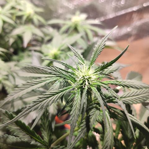 Red Sugar Auto growlog timeline photo