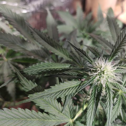 Red Critical Auto growlog timeline photo