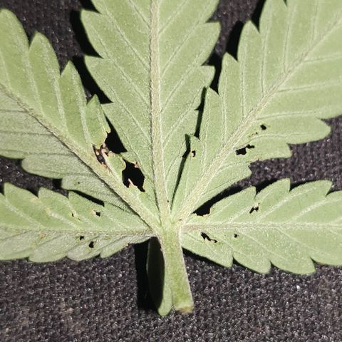 Red Sugar Auto growlog timeline photo