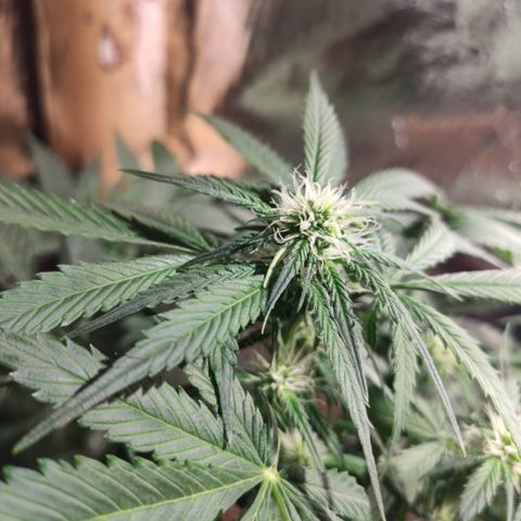 Red Critical Auto growlog timeline photo