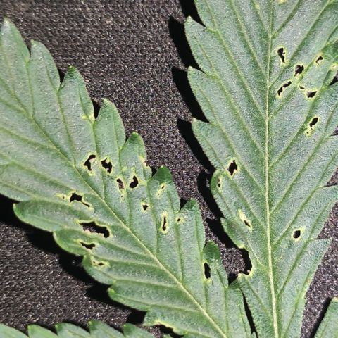 Red Sugar Auto growlog timeline photo