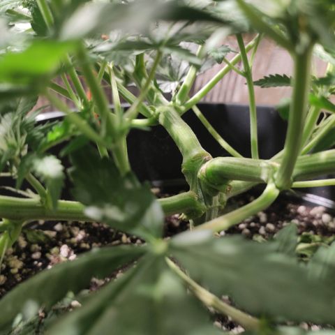Red Sugar Auto growlog timeline photo