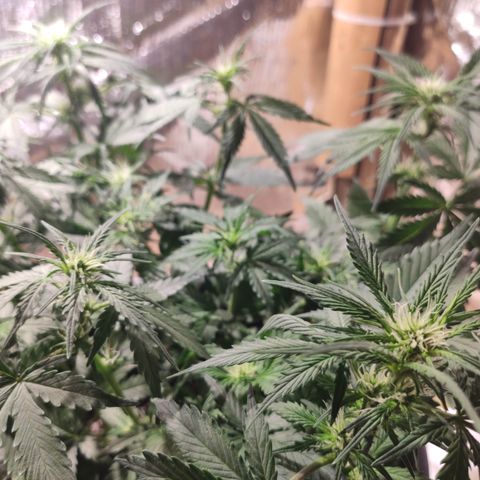 Red Sugar Auto growlog timeline photo