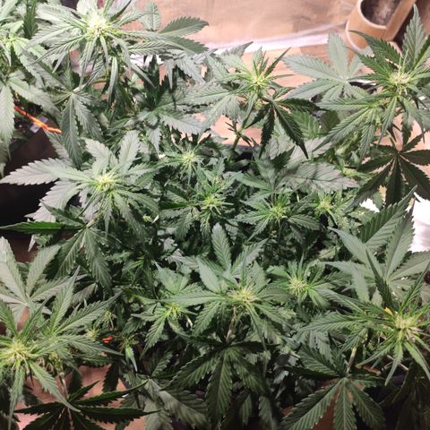 Red Sugar Auto growlog timeline photo