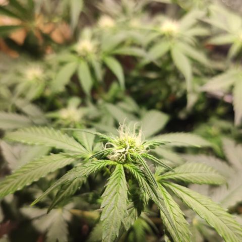 Red Critical Auto growlog timeline photo
