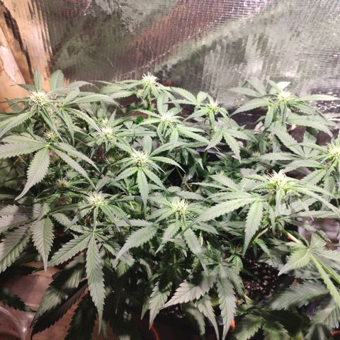 Red Critical Auto growlog timeline photo