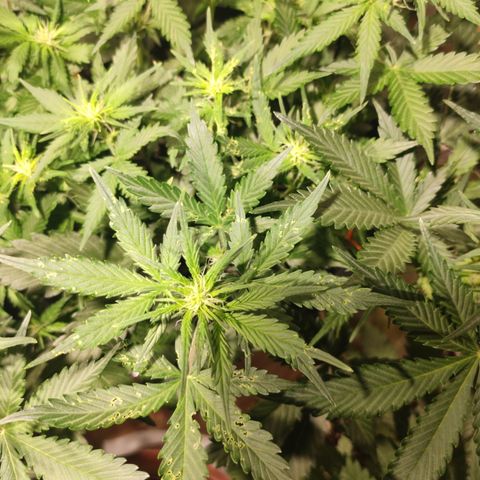 Red Sugar Auto growlog timeline photo