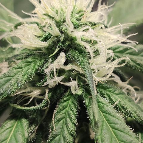Red Critical Auto growlog timeline photo