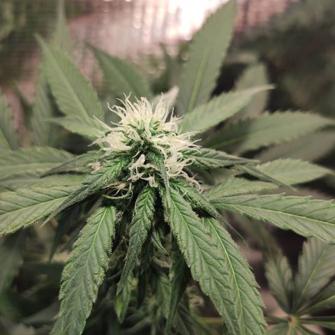 Red Critical Auto growlog timeline photo