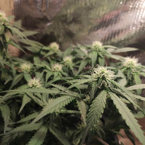 Red Critical Auto growlog timeline photo