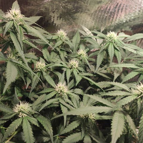 Red Critical Auto growlog timeline photo