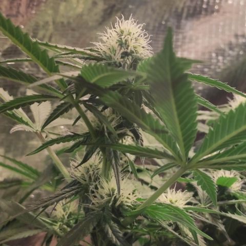 Red Critical Auto growlog timeline photo