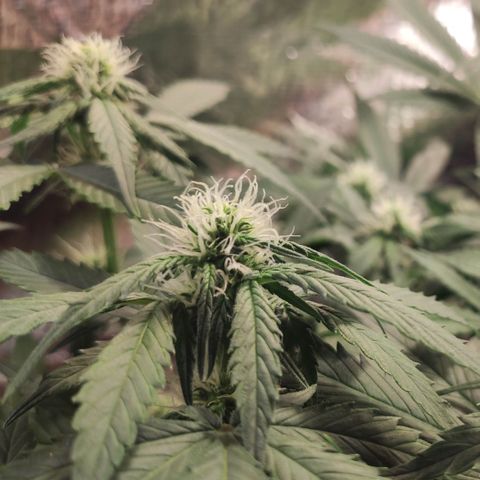Red Sugar Auto growlog timeline photo