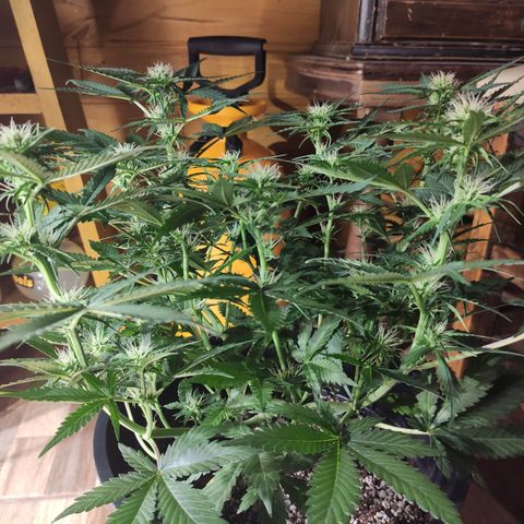 Red Sugar Auto growlog timeline photo