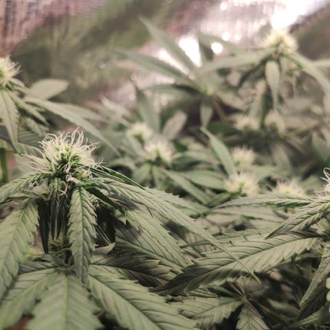 Red Sugar Auto growlog timeline photo