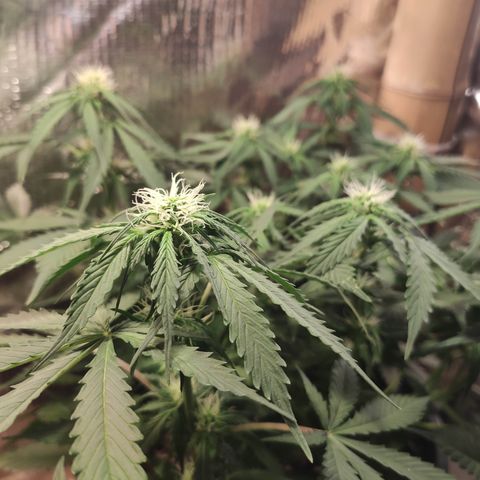 Red Sugar Auto growlog timeline photo