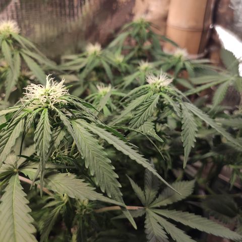 Red Sugar Auto growlog timeline photo