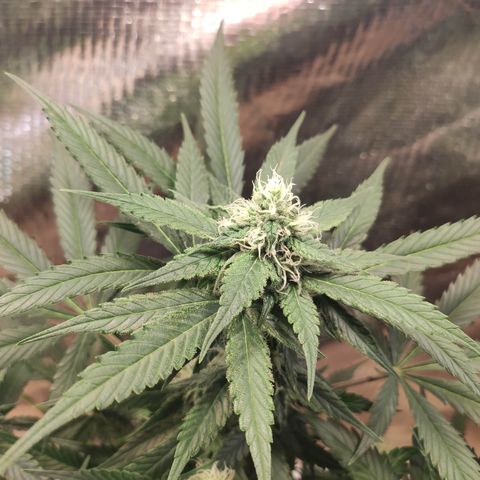 Red Critical Auto growlog timeline photo