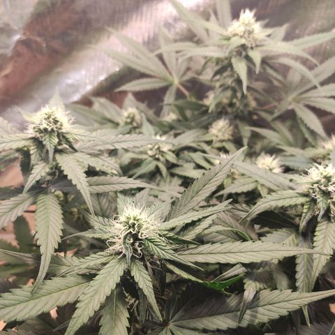 Red Critical Auto growlog timeline photo