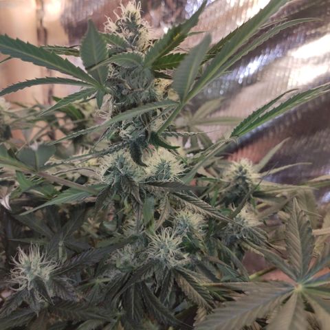 Red Critical Auto growlog timeline photo