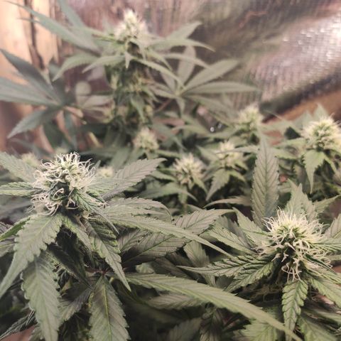 Red Critical Auto growlog timeline photo