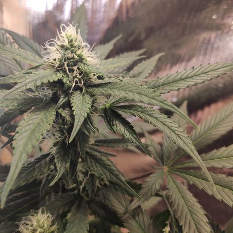 Red Critical Auto growlog timeline photo