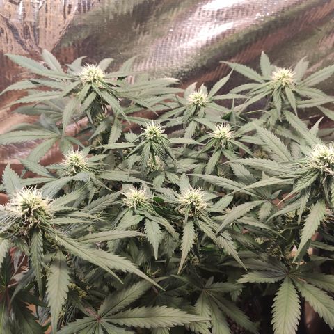 Red Sugar Auto growlog timeline photo