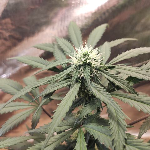 Red Sugar Auto growlog timeline photo