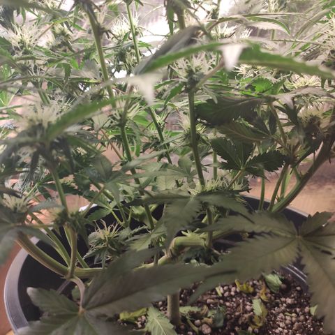 Red Sugar Auto growlog timeline photo