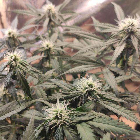 Red Sugar Auto growlog timeline photo