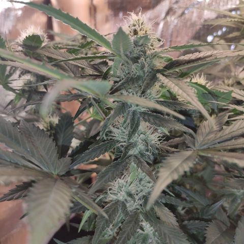 Red Critical Auto growlog timeline photo