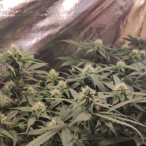 Red Critical Auto growlog timeline photo