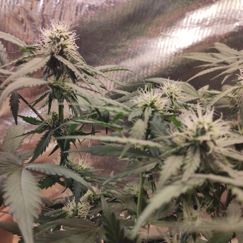 Red Sugar Auto growlog timeline photo