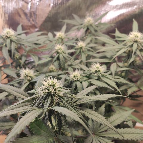 Red Critical Auto growlog timeline photo