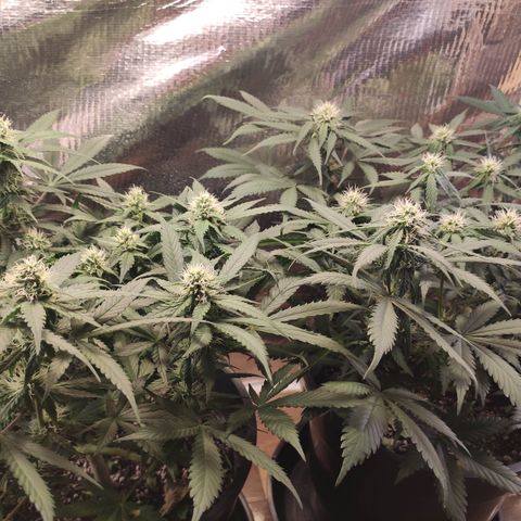 Red Critical Auto growlog timeline photo