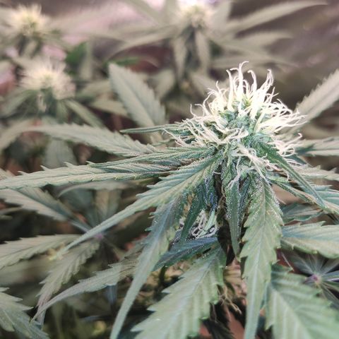 Red Sugar Auto growlog timeline photo