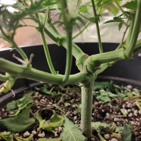 Red Sugar Auto growlog timeline photo