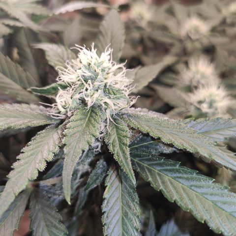 Red Critical Auto growlog timeline photo