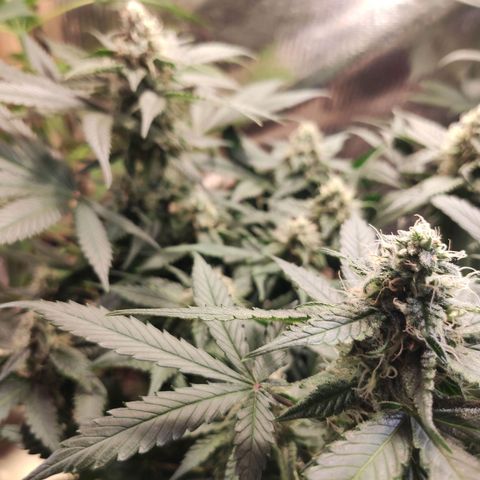 Red Critical Auto growlog timeline photo